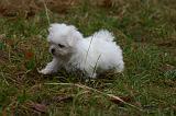 BICHON MALTAIS 150